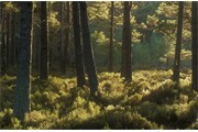 Pine forest. Cairngorms National Park. Scotland. 